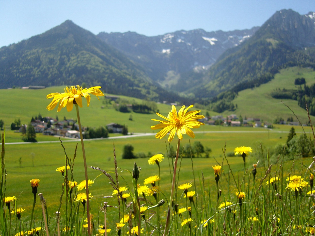 Gėlės, Kraštovaizdis, Kaiser Kalnai, Walchsee, Tyrol, Laukas, Pavasaris, Žiedas, Žydėti, Augalas