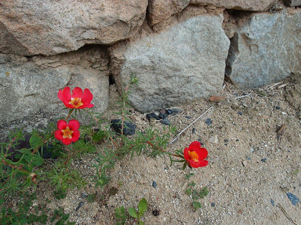 Gėlės, Portulaca Grandiflora, Purvas, Damme, Hahoe Kaimas, Akmuo, Nemokamos Nuotraukos,  Nemokama Licenzija