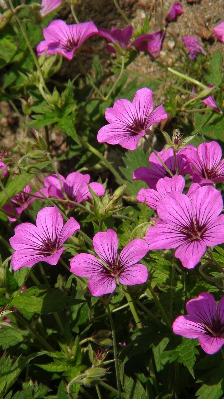 Gėlės, Rožinis, Violetinė, Gamta, Nemokamos Nuotraukos,  Nemokama Licenzija