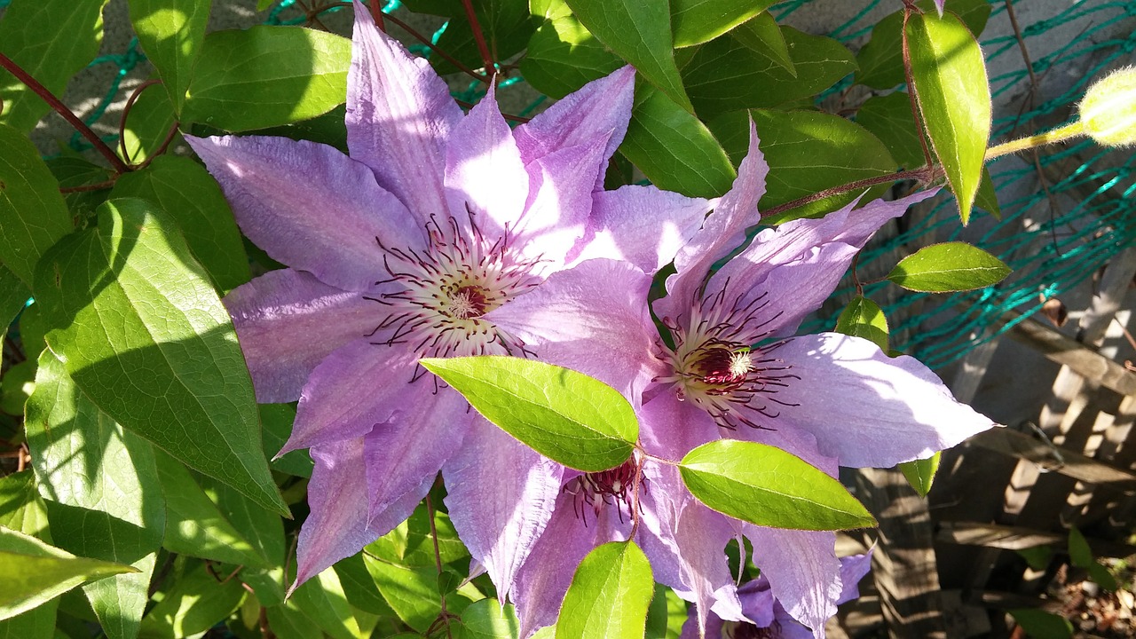 Gėlės, Clematis, Pavasaris, Nemokamos Nuotraukos,  Nemokama Licenzija