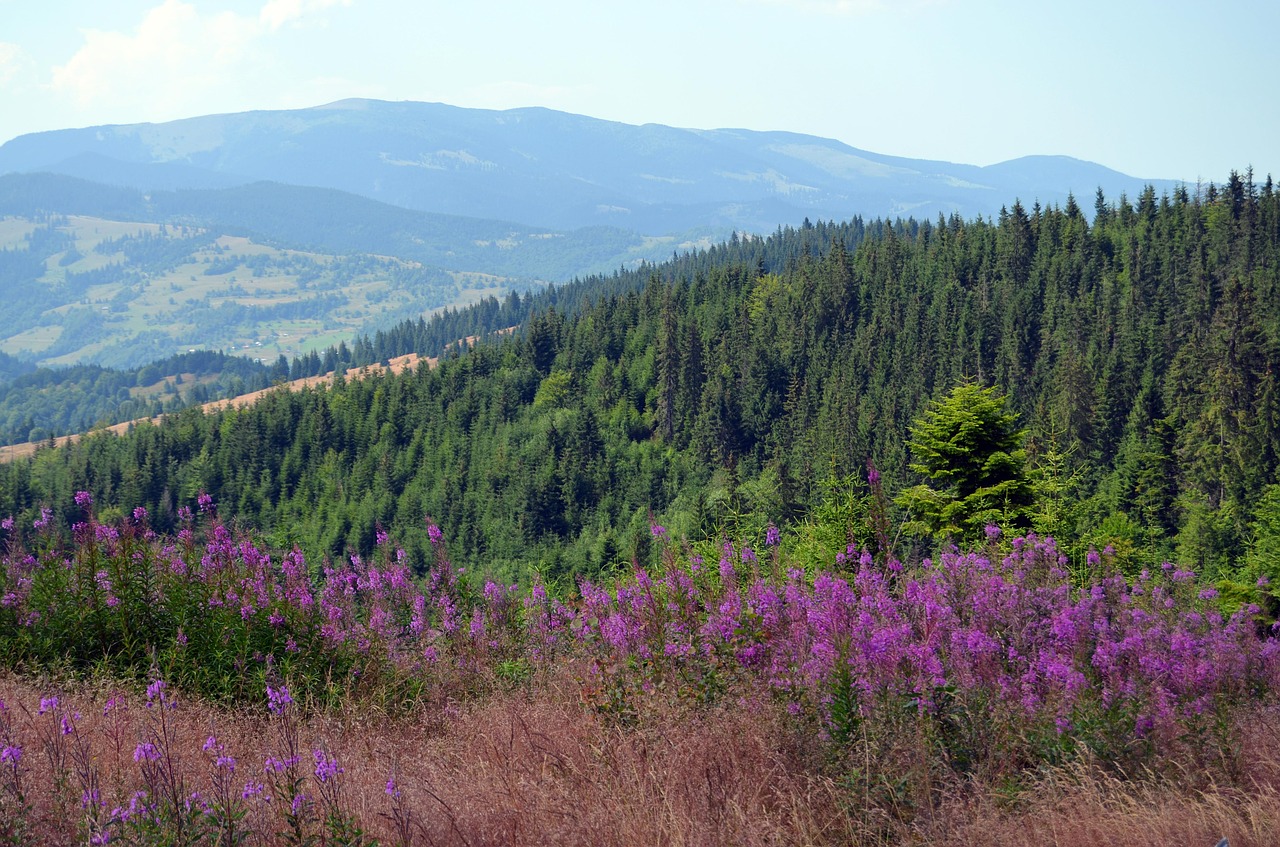 Gėlės, Apuseno Kalnai, Kalnų Gėlės, Cluj Apskritis, Nemokamos Nuotraukos,  Nemokama Licenzija