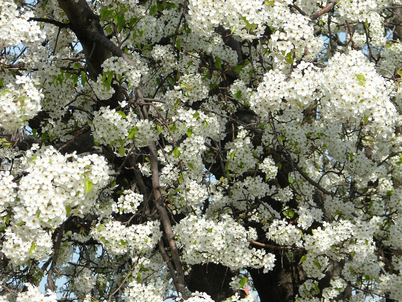 Gėlės, Medis, Balta, Gamta, Fonas, Grožis, Pavasaris, Flora, Lapija, Gražus