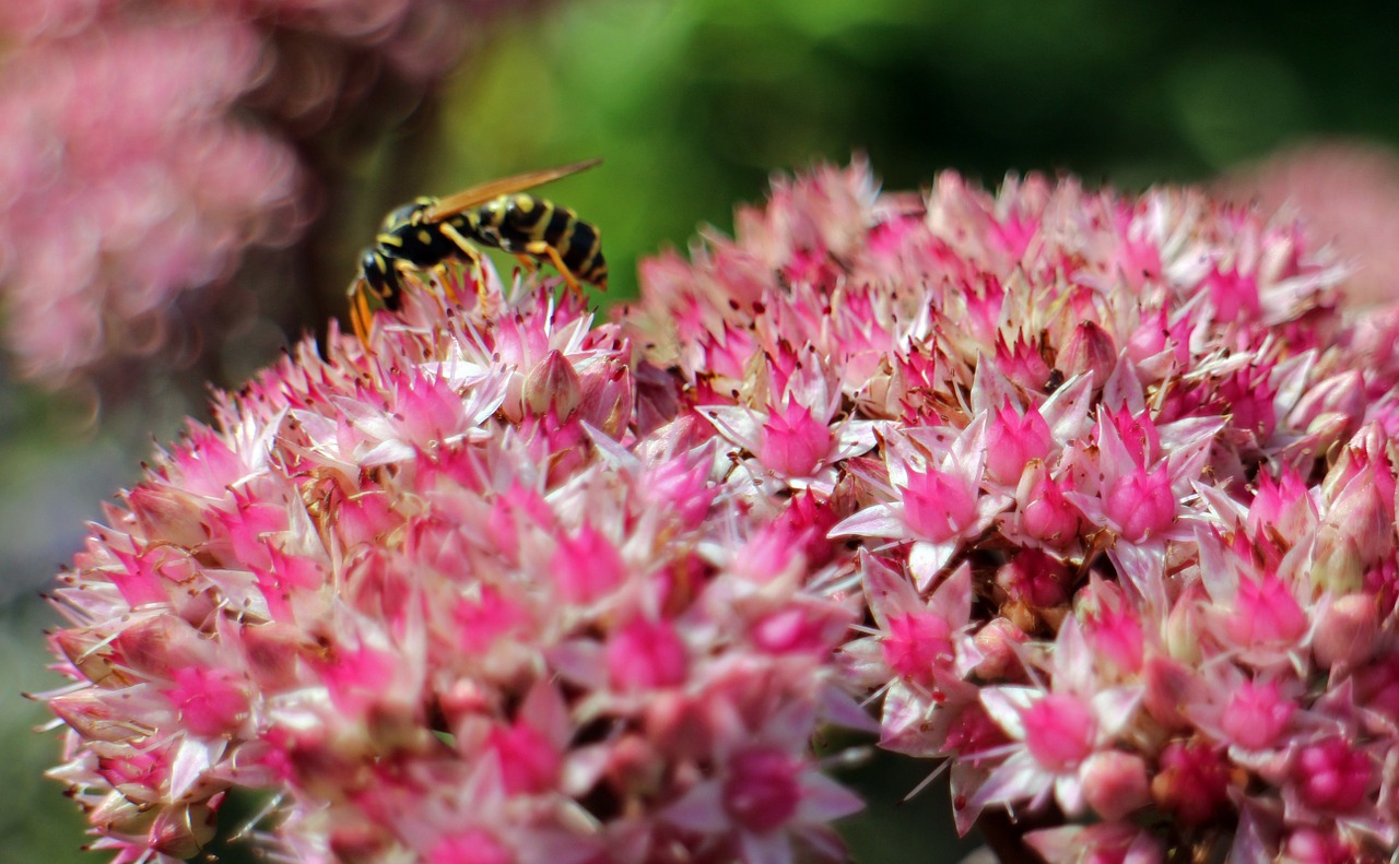 Gėlės, Stonecrop, Didelis Riebalingas Vištas, Žalias, Rožinis, Violetinė, Augalas, Dekoratyvinis Augalas, Žemės Danga, Nemokamos Nuotraukos