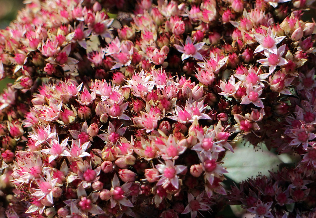 Gėlės, Stonecrop, Didelis Riebalingas Vištas, Žalias, Rožinis, Violetinė, Augalas, Dekoratyvinis Augalas, Žemės Danga, Nemokamos Nuotraukos