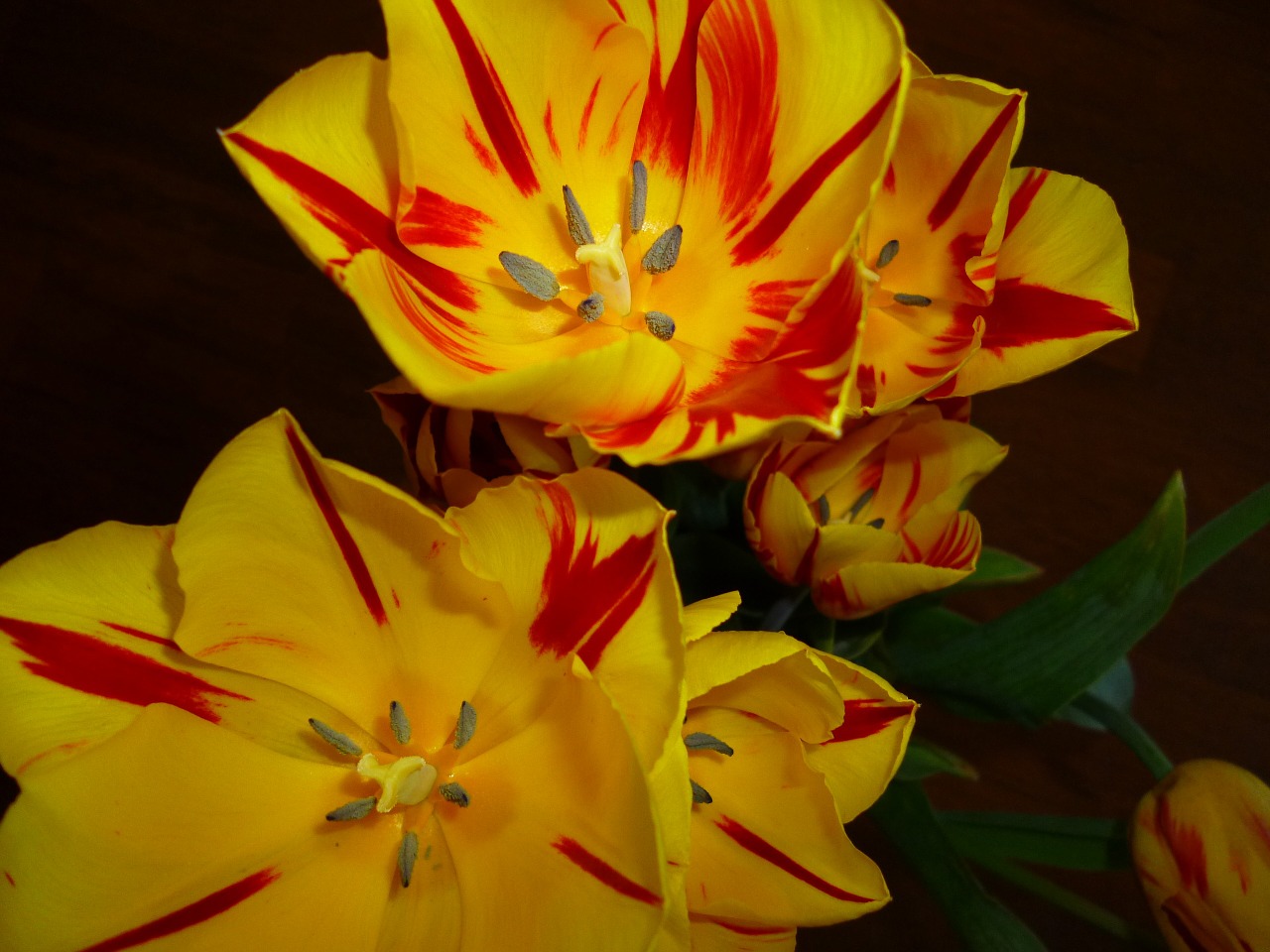 Gėlės, Tulpės, Pavasaris, Nemokamos Nuotraukos,  Nemokama Licenzija
