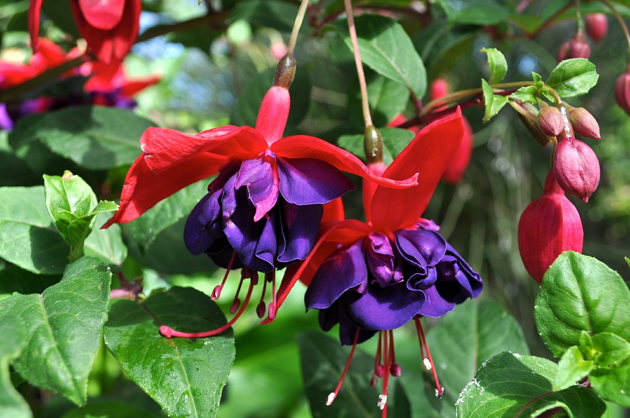 Gėlės, Flora, Gėlių, Augalai, Natūralus, Žiedas, Žydėti, Žiedlapiai, Botanikos, Ekologiškas