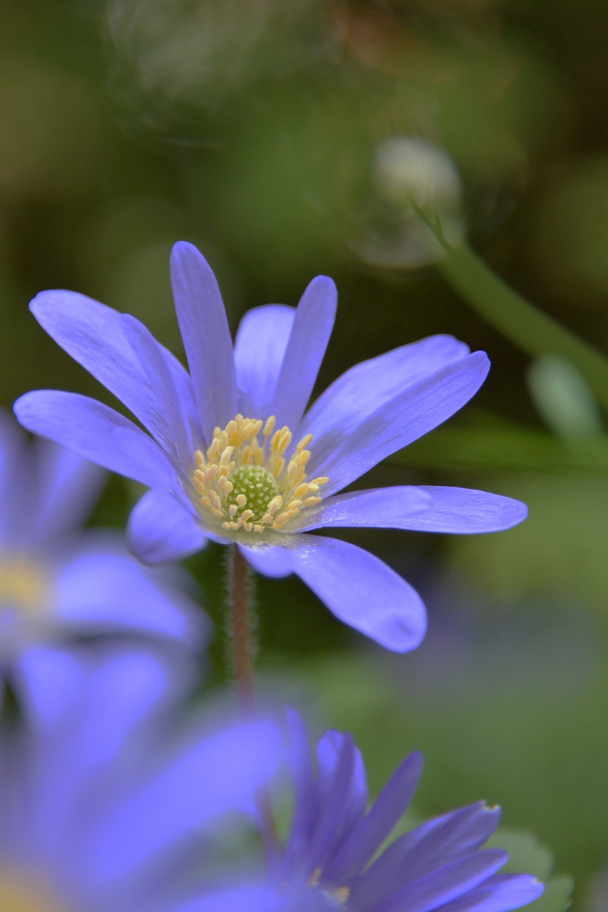 Gėlės, Pavasaris, Bokeh, Iškirpti, Violetinė, Augalas, Uždaryti, Gamta, Vasara, Vasaros Gėlė