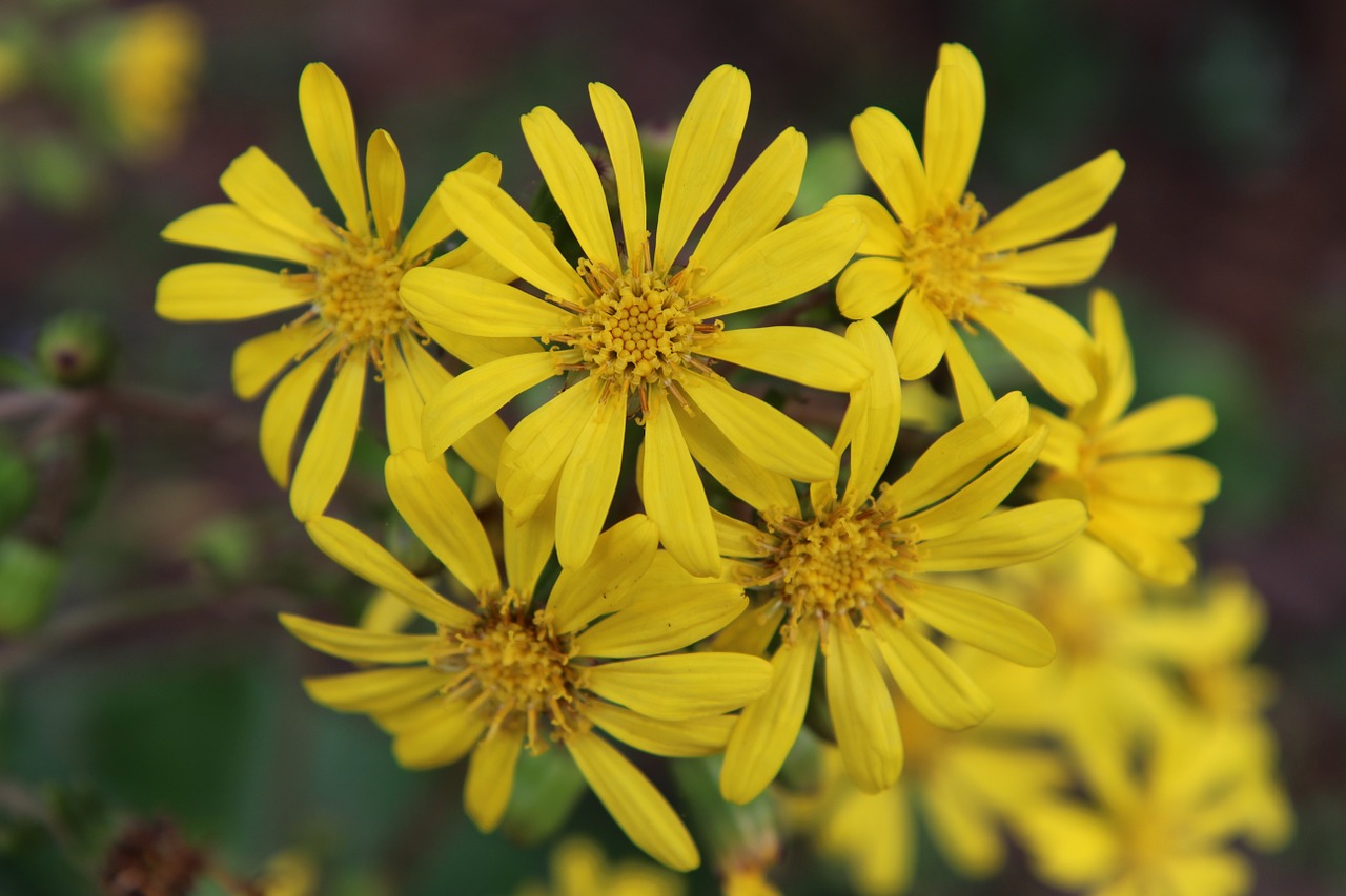 Gėlės, Kraštovaizdis, Wildflower, Geltona Gėlė, Nemokamos Nuotraukos,  Nemokama Licenzija