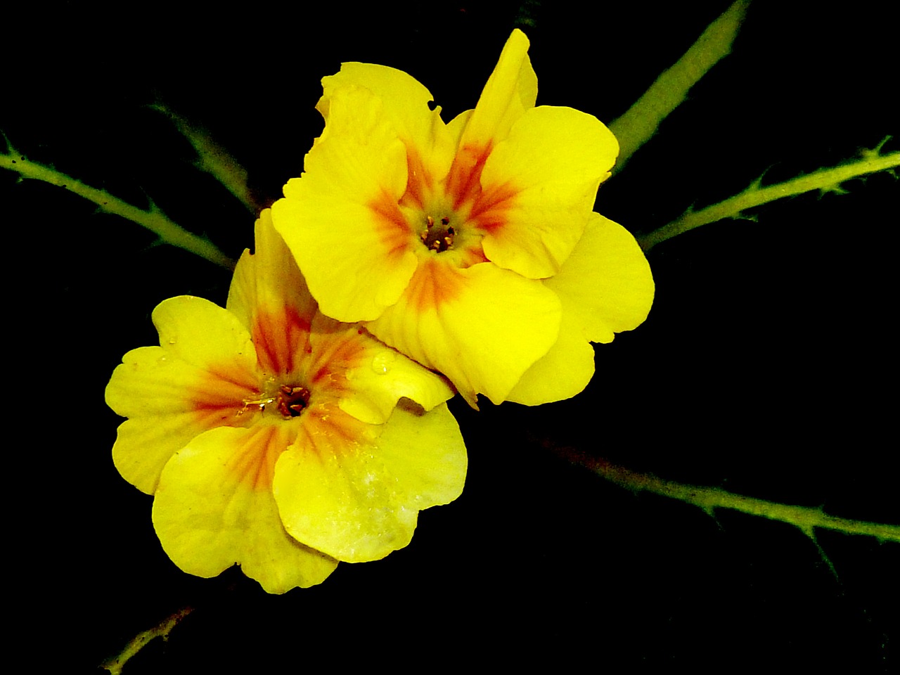 Gėlės, Geltona, Augalas, Gėlių, Žiedas, Spalva, Šviesus, Flora, Žydėti, Makro