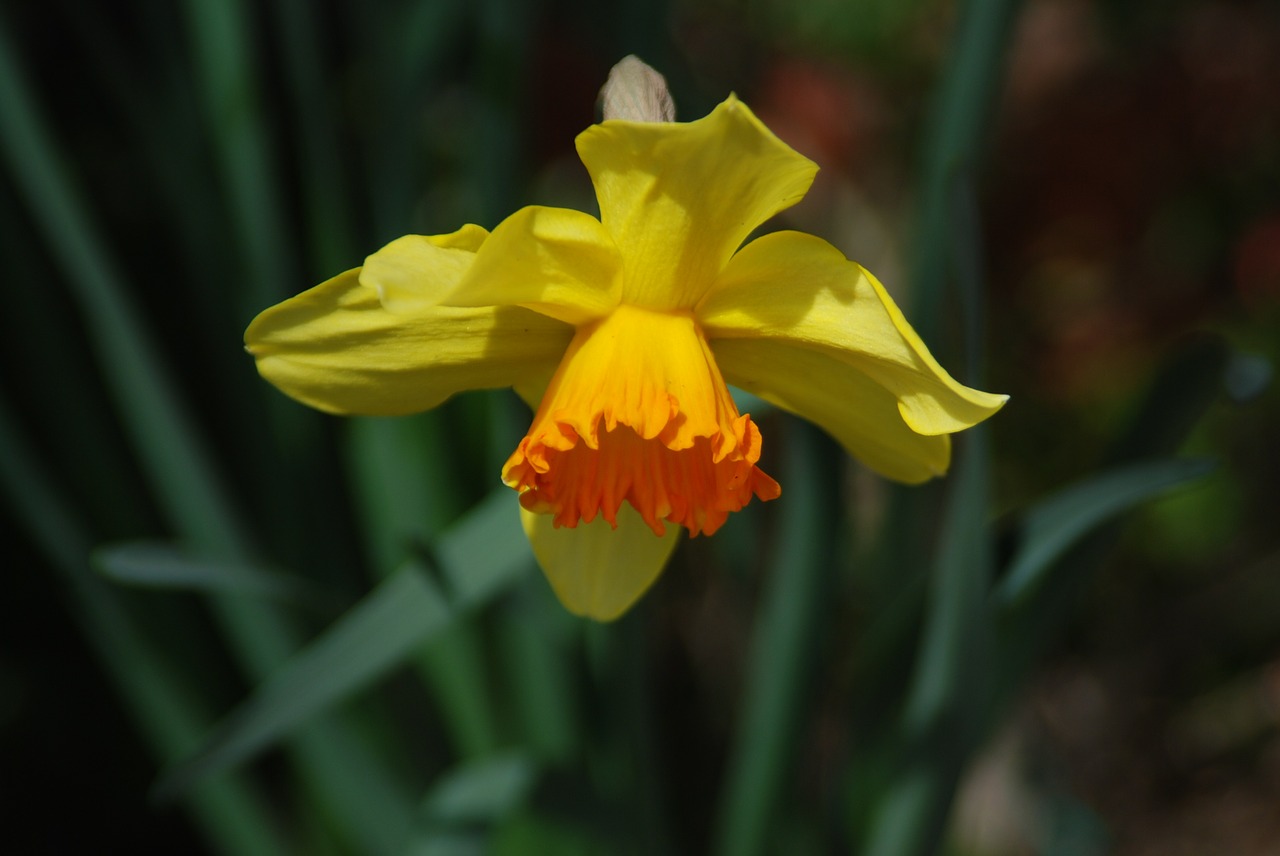 Gėlės, Narcizas, Geltonos Narcizai, Daffodil, Viena Gėlė, Geltona, Pavasaris, Ankstyvas Pavasaris, Pavasario Gėlės, Natūralus