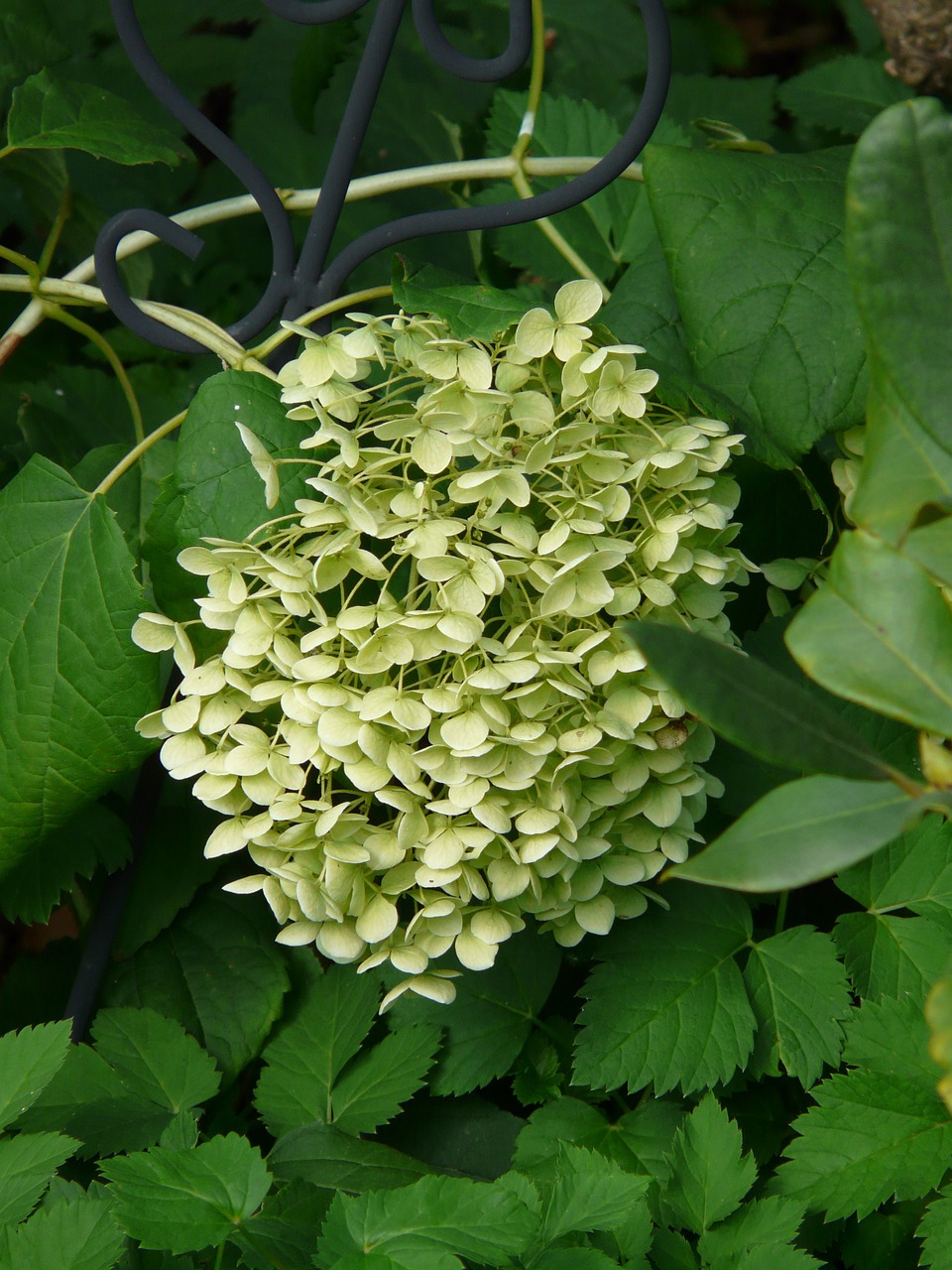 Gėlės, Balta, Išsamiau, Hortenzija, Gėlė, Žiedas, Žydėti, Hydrangea Macrophylla, Dekoratyvinis Krūmas, Schirmförmig