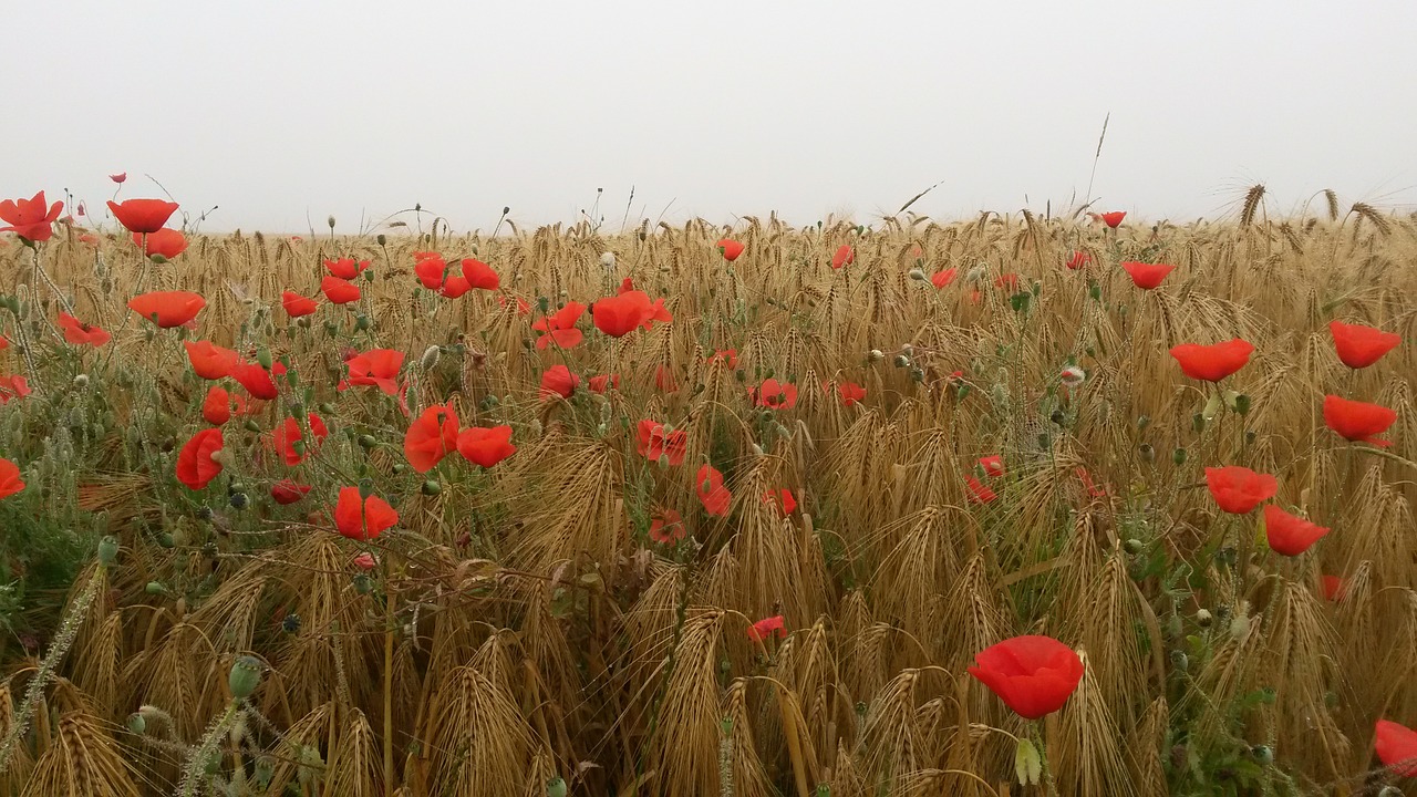 Gėlės, Laukas, Raudona, Aguona, Klatschmohn, Nemokamos Nuotraukos,  Nemokama Licenzija