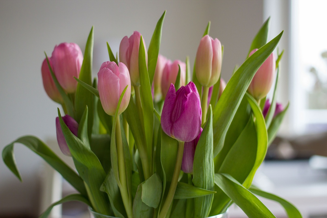 Gėlės, Tulpės, Rožinis, Violetinė, Pavasaris, Gamta, Strausas, Tulpių Puokštė, Gėlių Vaza, Spalvinga