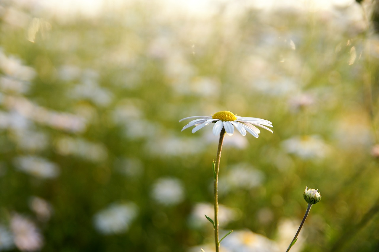 Gėlės, Ruduo, Kraštovaizdis, Augalai, Gamta, Kosmosas, Wildflower, Žiedas, Chrizantema, Balta Gėlė