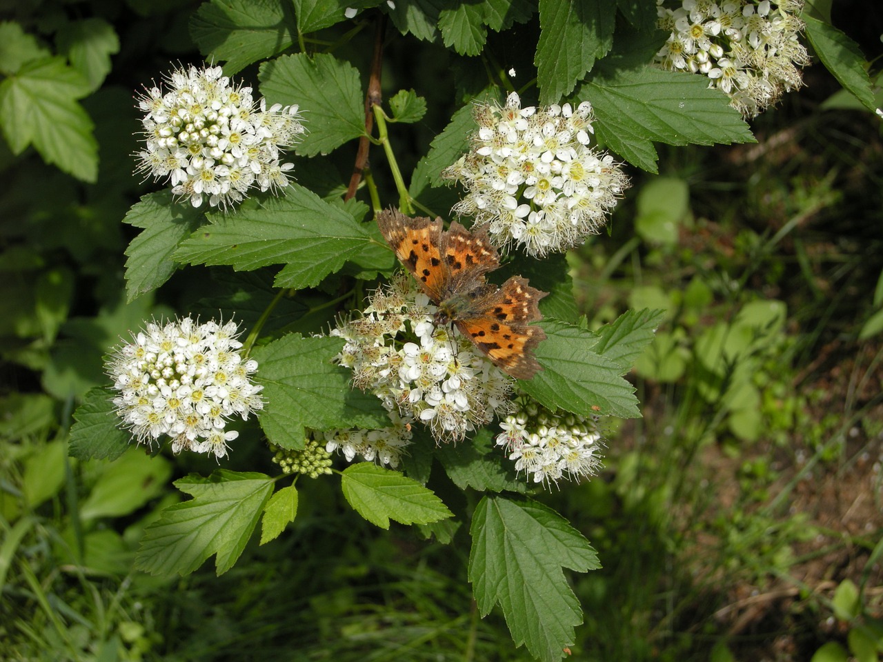 Gėlės, Gamta, Drugelis, Žiedas, Nemokamos Nuotraukos,  Nemokama Licenzija