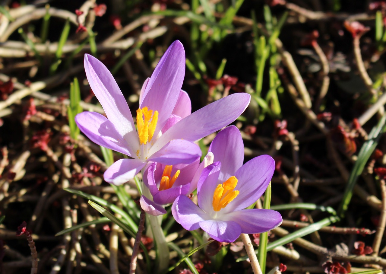 Gėlės, Crocus, Violetinė, Pavasaris, Pavasario Požymiai, Parkas, Nemokamos Nuotraukos,  Nemokama Licenzija