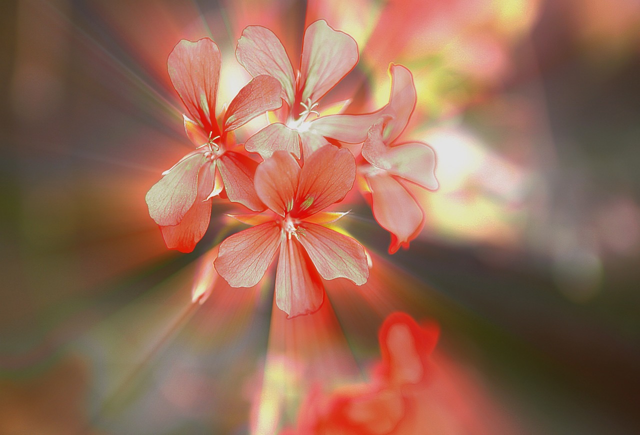 Gėlės, Maža Krūva, Geranium, Pelargonijų Šlaitai Su, Ryškumas, Pilnai Žydėti, Žiedlapiai, Vasara, Tuti, Delikatesas