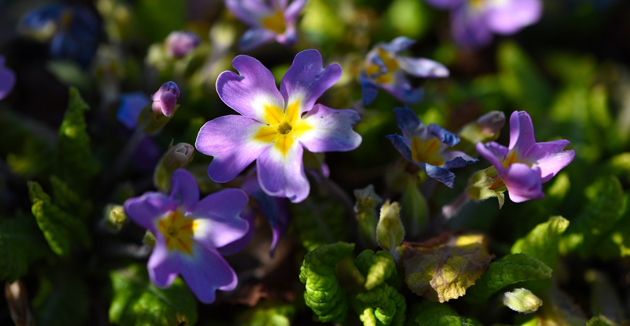 Gėlės, Pansy, Augalas, Pavasario Gėlė, Pavasaris, Sodas, Gamta, Uždaryti, Šviesa Ir Šešėlis, Nemokamos Nuotraukos