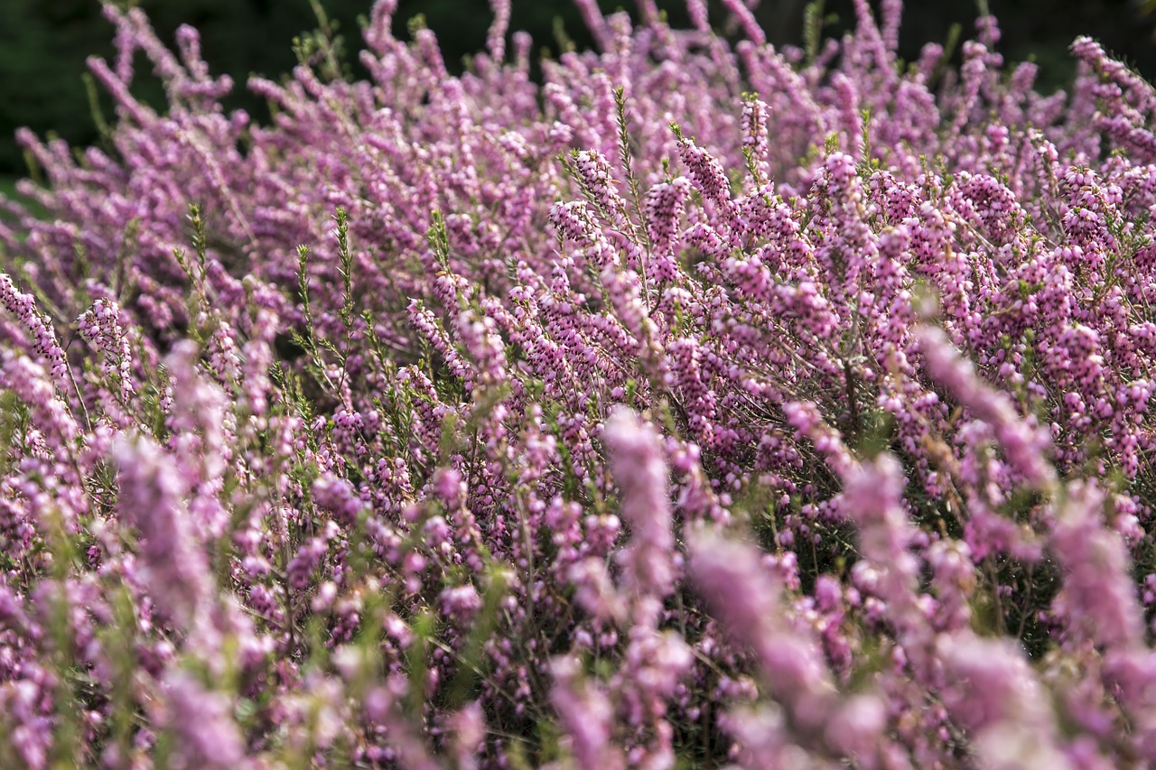 Gėlės,  Rožinis,  Violetinė,  Uždaryti,  Gamta,  Gėlių,  Augalas,  Pavasaris,  Žiedas,  Vasara