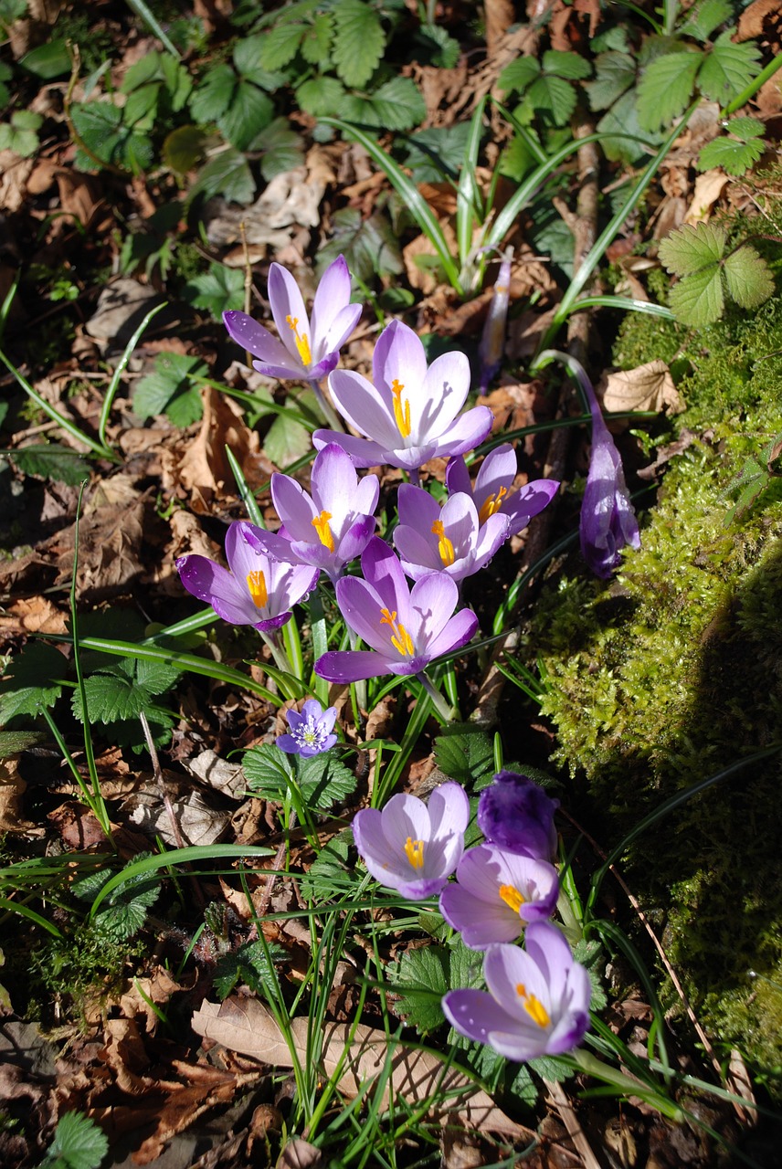 Gėlės,  Crocus,  Violetinė,  Gamta,  Prato,  Pavasaris,  Žalias,  Žiedlapiai,  Žolė,  Miškas