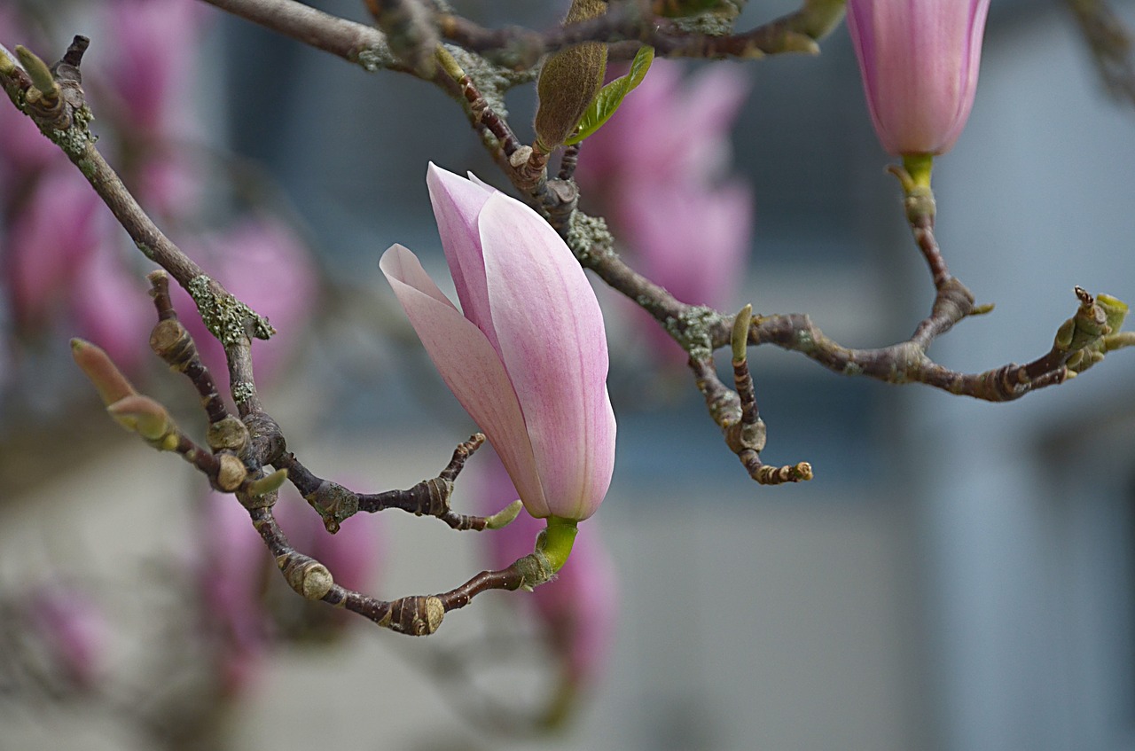 Gėlės, Magnolijos, Pavasaris, Flora, Botanika, Žydėjimas, Gamta, Medis, Nemokamas Vaizdas, Augalai