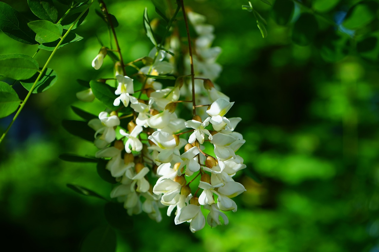 Gėlės, Žiedynas, Balta, Bendras Klevas, Robinia, Medis, Robinia Pseudoacacia, Klaidinga Akacija, Sidabrinis Lietus, Dekoratyvinis Augalas