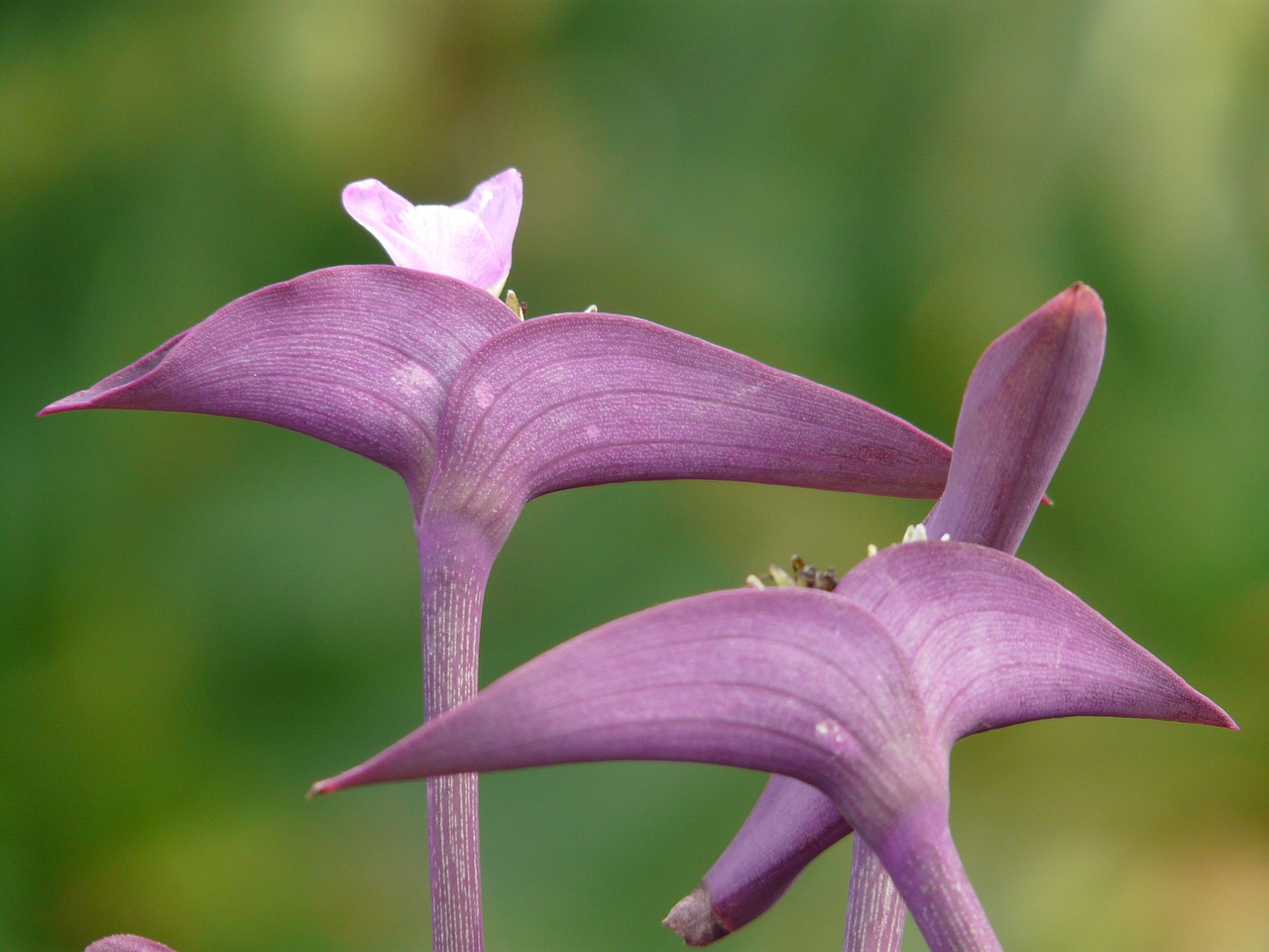 Gėlės, Meksikos Dreimasterblume, Trys Pagrindinės Gėlės, Augalas, Žiedas, Žydėti, Lapai, Stiebas, Tradescantia Pallida, Commelinagewaechs