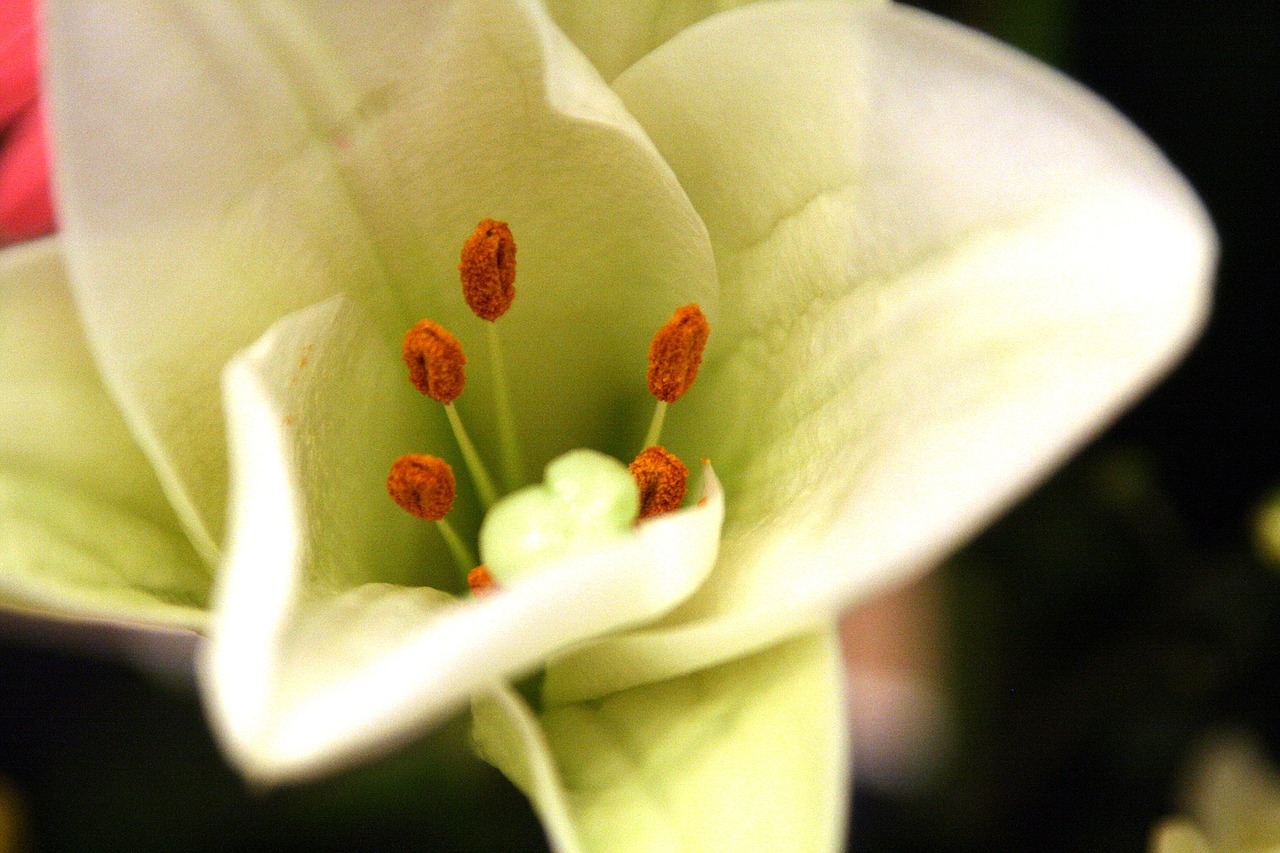 Gėlės, Gėlių Ragas, Balta Gėlė, Lelija, Gėlių Dekoravimas, Ikebana, Nemokamos Nuotraukos,  Nemokama Licenzija