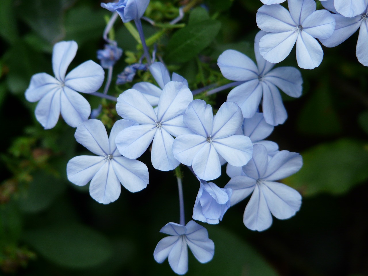 Gėlės, Gėlė, Šviesiai Mėlynas, Cape Europaea, Plumbago Auriculata, Plumbago Capensis Thunb, Auriculata, Plumbago, Dekoratyvinis Augalas, Mėlynas