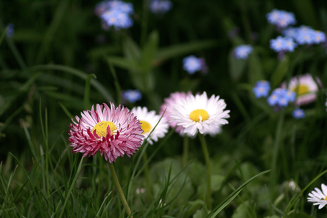 Gėlės,  Mažos Gėlės,  Sodo Gėlės,  Rozės,  Ne,  Žydėjimas,  Pavasaris,  Sodas,  Flora,  Žolė