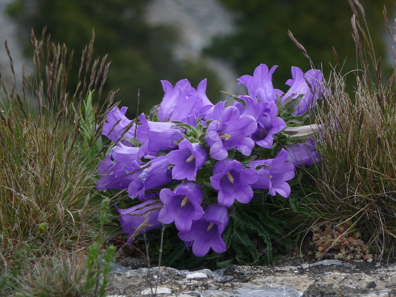 Gėlės,  Violetinė,  Kalnai,  Žolė,  Daugiau, Nemokamos Nuotraukos,  Nemokama Licenzija