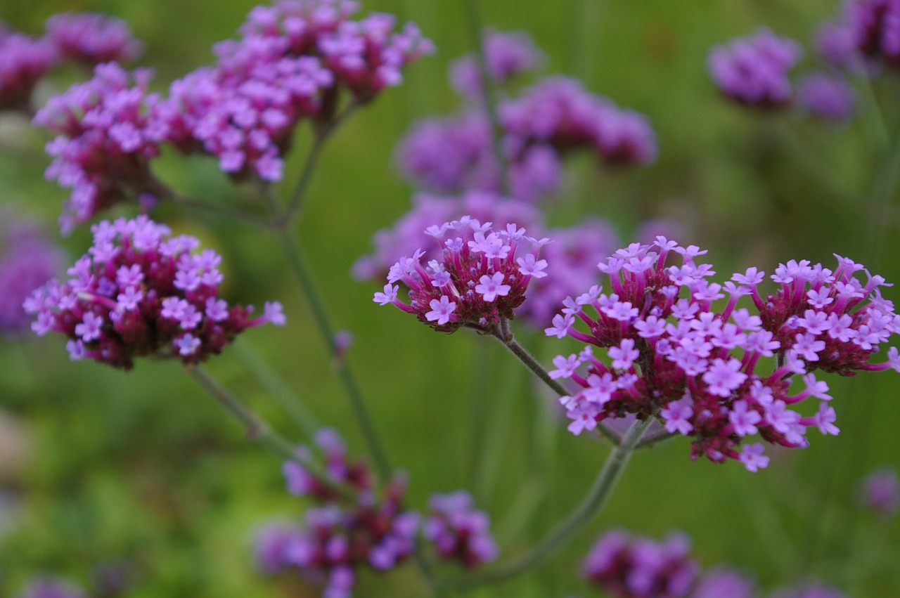 Gėlės, Verbena, Violetinė, Žiedas, Žydėti, Sodas, Vasara, Gamta, Augalas, Žalias