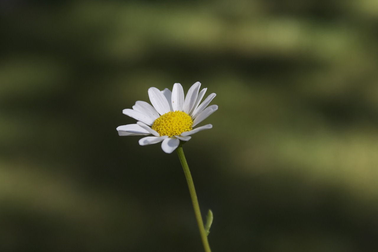 Gėlės,  Daisy,  Sodas, Nemokamos Nuotraukos,  Nemokama Licenzija