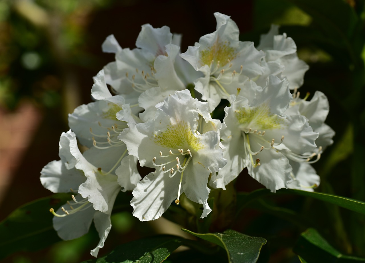 Gėlės,  Rododendrai,  Krūmas,  Frühlingsanfang,  Balta,  Uždaryti,  Rododendro Žiedai,  Ornamentas,  Gražus,  Saldus