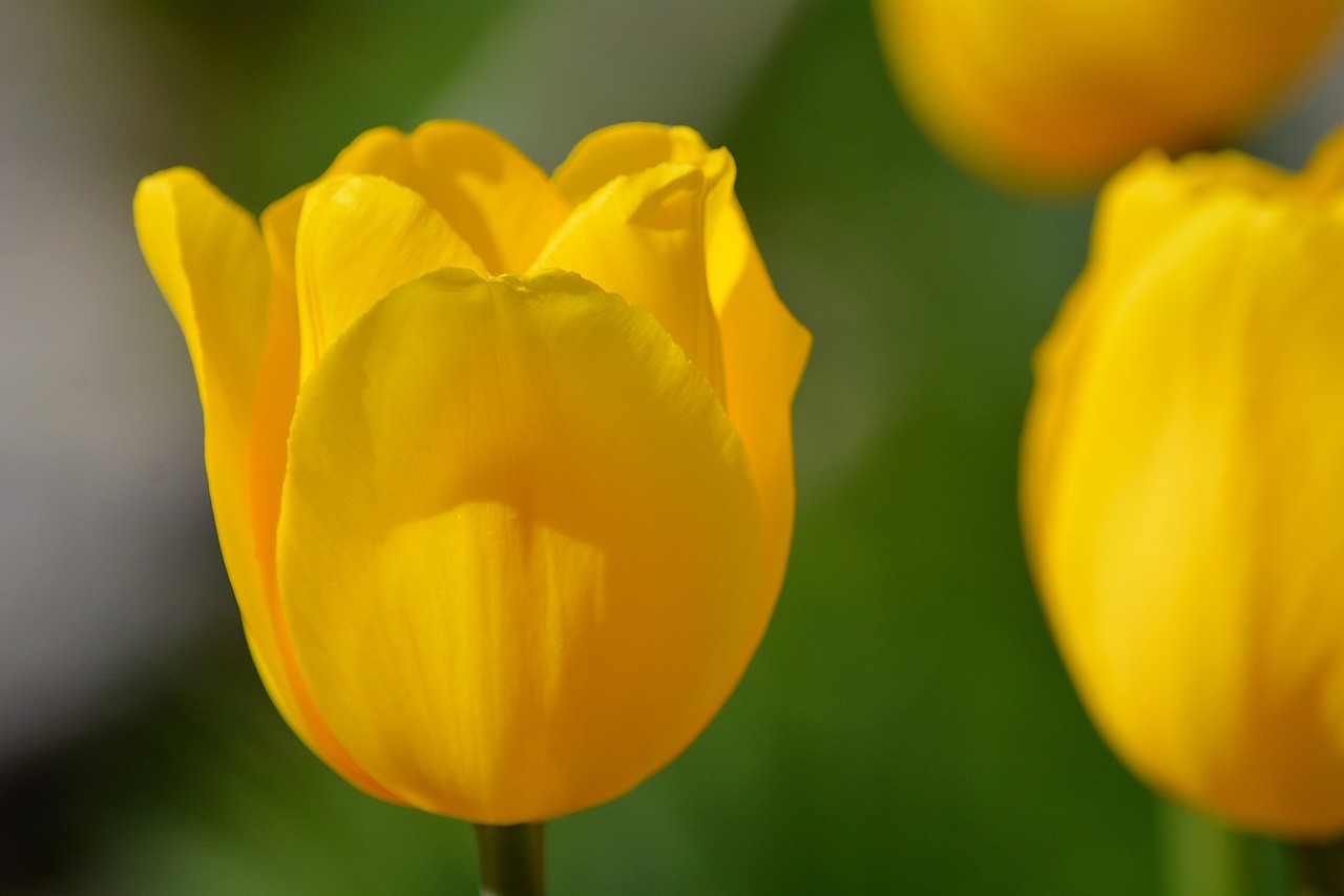 Gėlės,  Tulpės,  Geltona,  Pavasario Gėlė,  Schnittblume,  Geltona Gėlė,  Uždaryti, Nemokamos Nuotraukos,  Nemokama Licenzija