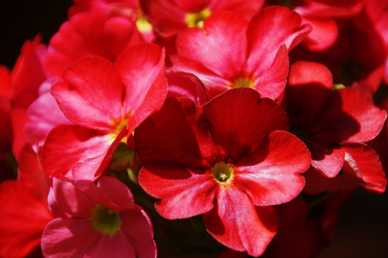 Gėlės, Raudona, Primula, Nemokamos Nuotraukos,  Nemokama Licenzija