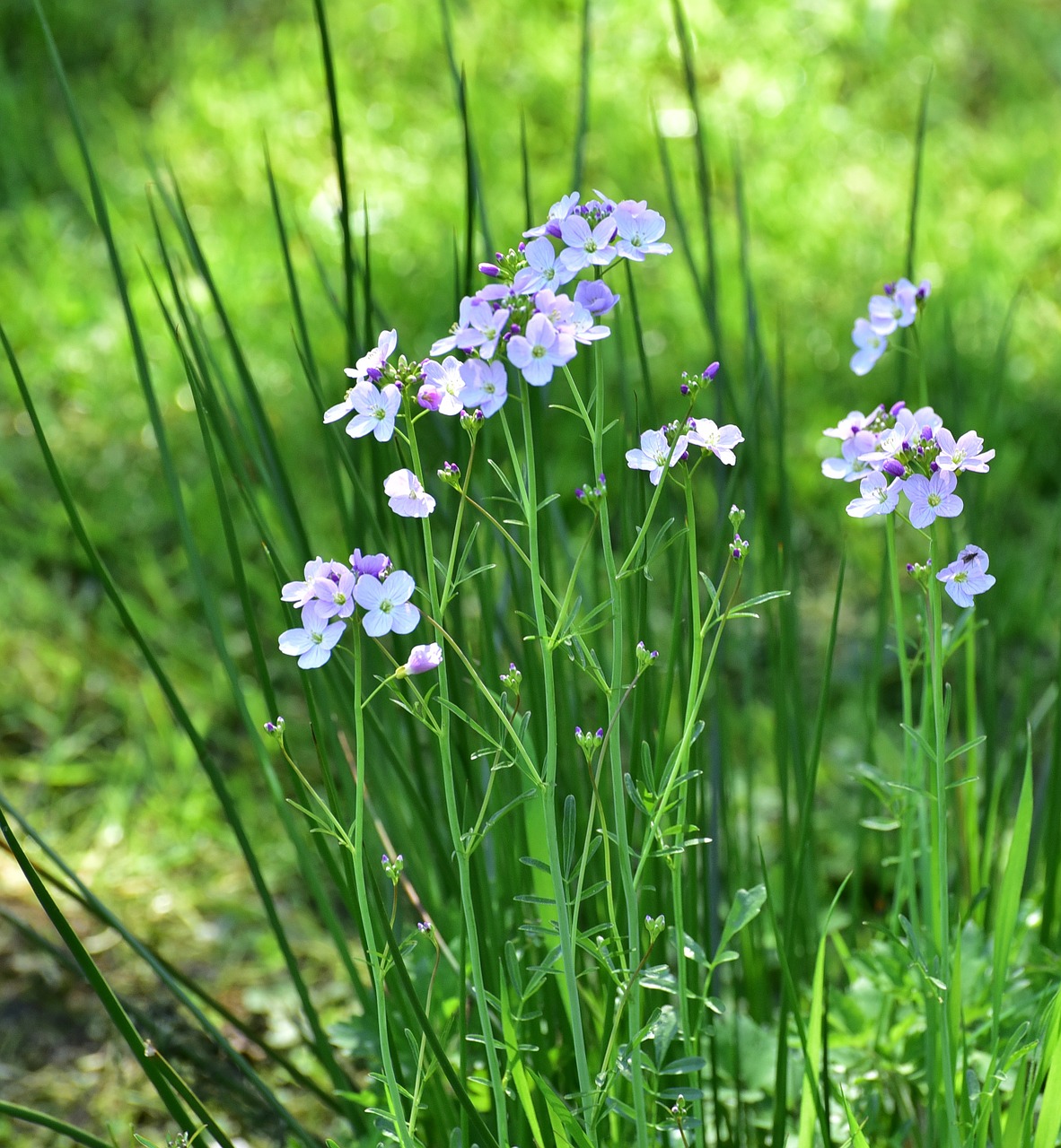 Gėlės, Violetinė, Gėlė, Gamta, Maža Gėlė, Augalas, Pavasaris, Purpurinė Gėlė, Nemokamos Nuotraukos,  Nemokama Licenzija