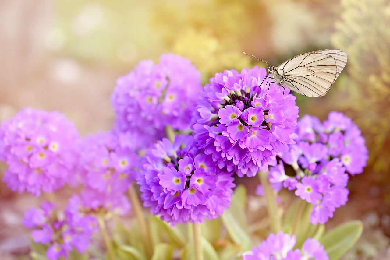 Gėlės, Augalas, Rutulys, Violetinė, Ankstyvas Bloomer, Pavasario Gėlės, Sodas, Gamta, Drugelis, Uždaryti