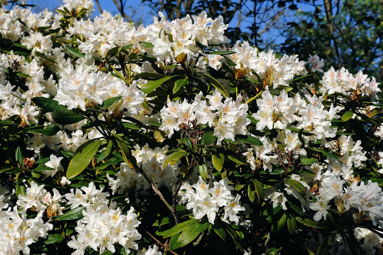 Gėlės, Rododendrai, Krūmas, Frühlingsanfang, Balta, Uždaryti, Rododendro Žiedai, Ornamentas, Gražus, Saldus