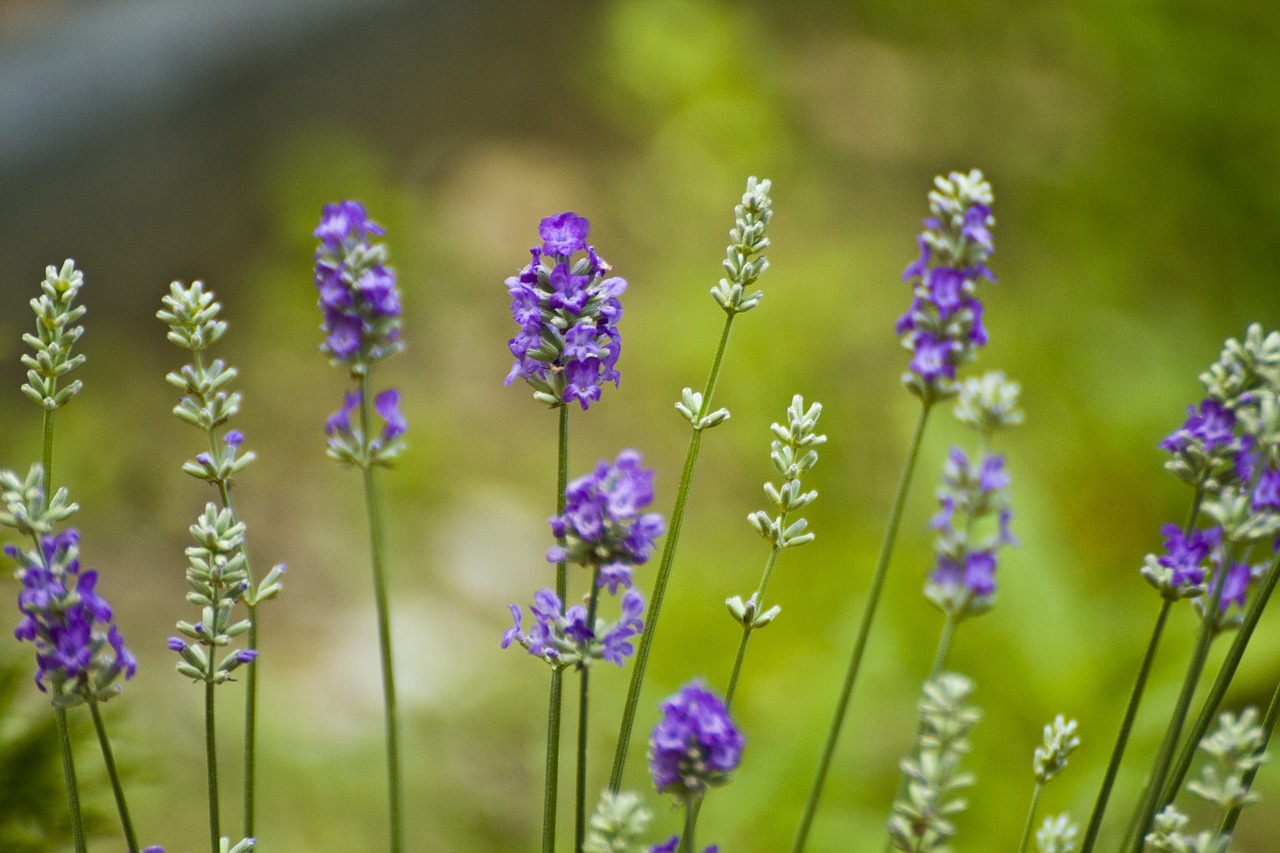 Gėlės, Levanda, Gamta, Vasara, Purpurinė Gėlė, Pieva, Violetinė, Lavandula, Sodas, Pavasaris