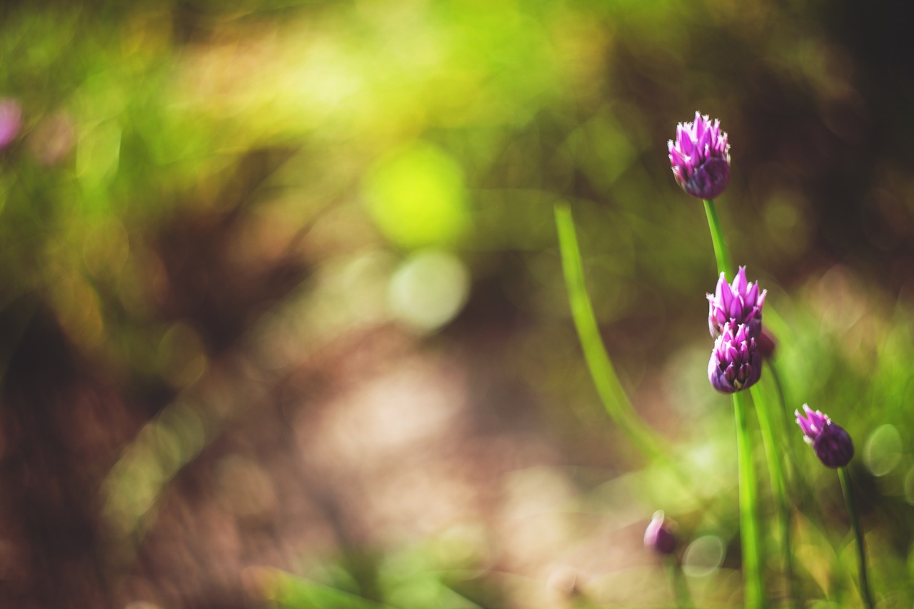 Gėlės, Violetinė, Augalai, Iš Arti, Makro, Kopijuoti, Copyspace, Flora, Gėlių, Pavasaris