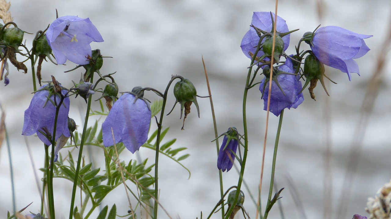 Gėlės,  Mėlynos Spalvos Žiedai,  Smulki Bellflower,  Violetinė,  Makro,  Flora, Nemokamos Nuotraukos,  Nemokama Licenzija