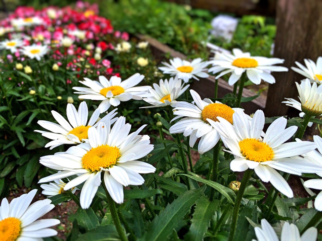 Gėlės,  Sodas,  Daisy,  Gamta,  Žalias,  Vasara,  Gėlių,  Spalvinga,  Augalas,  Žiedas