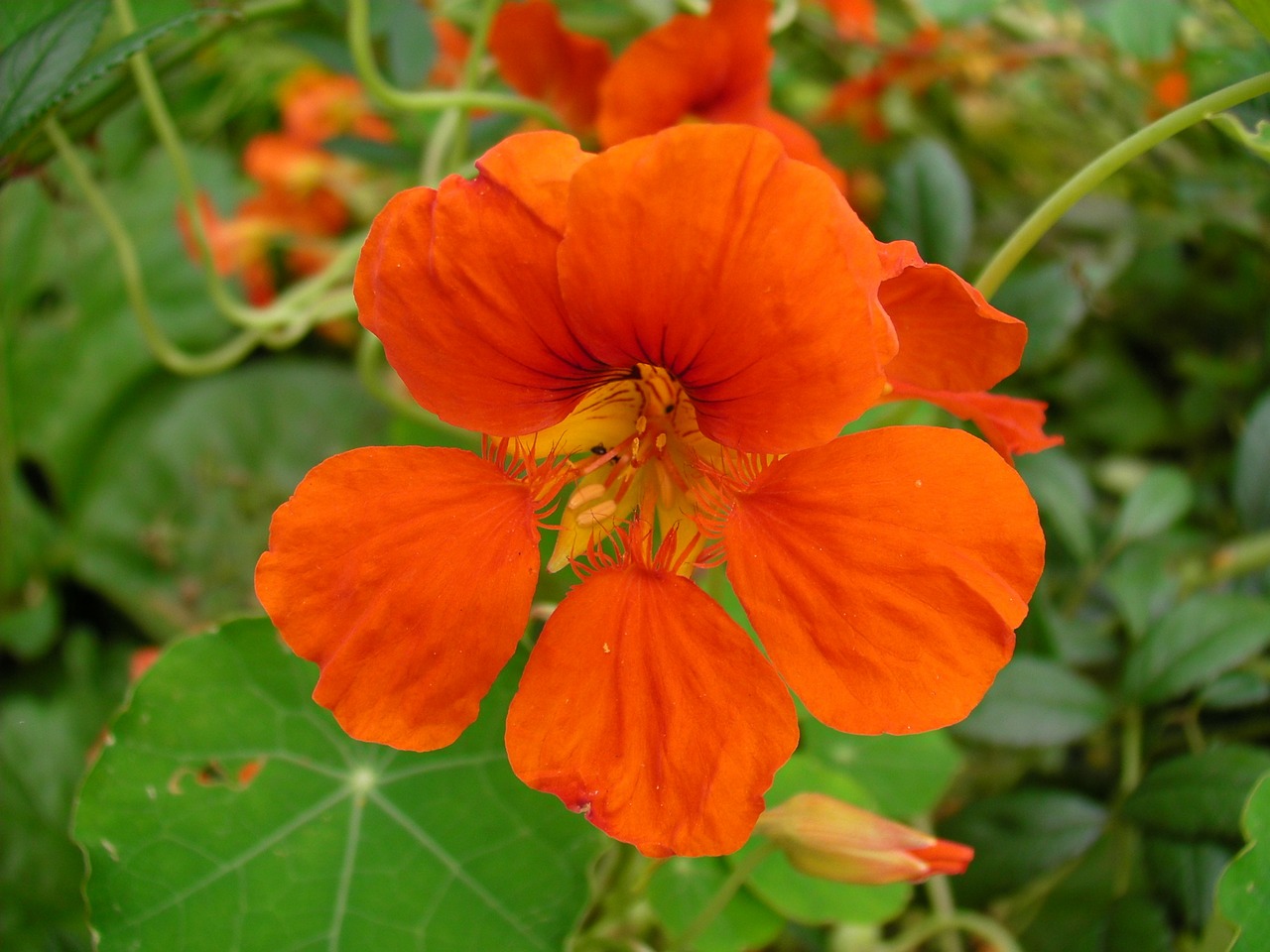 Gėlės, Nasturtijos, Oranžinė, Nasturtium, Tropaeolum, Flora, Nemokamos Nuotraukos,  Nemokama Licenzija