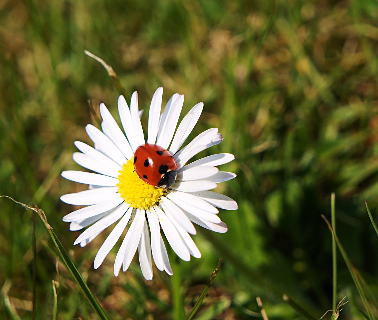 Gėlės, Daisy, Balta, Aštraus Gėlė, Pavasario Pranašys, Flora, Gamta, Augalas, Nemokamos Nuotraukos,  Nemokama Licenzija