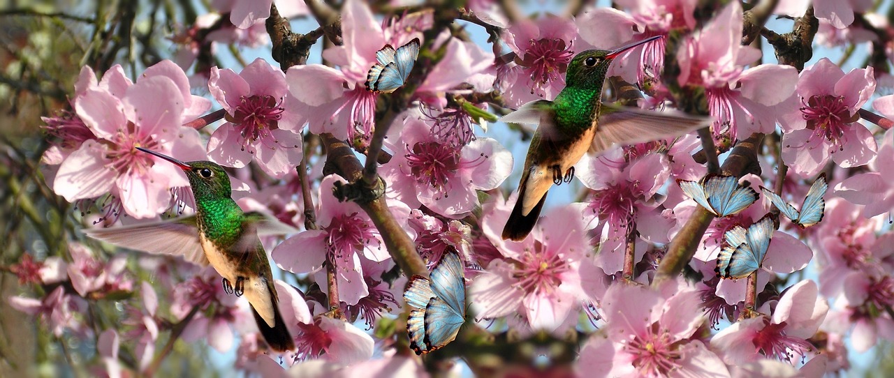 Gėlės, Paukščiai, Beija Flor, Drugelis, Paukštis, Gamta, Skrydis Beija Flor, Parkas, Pavasaris, Nemokamos Nuotraukos