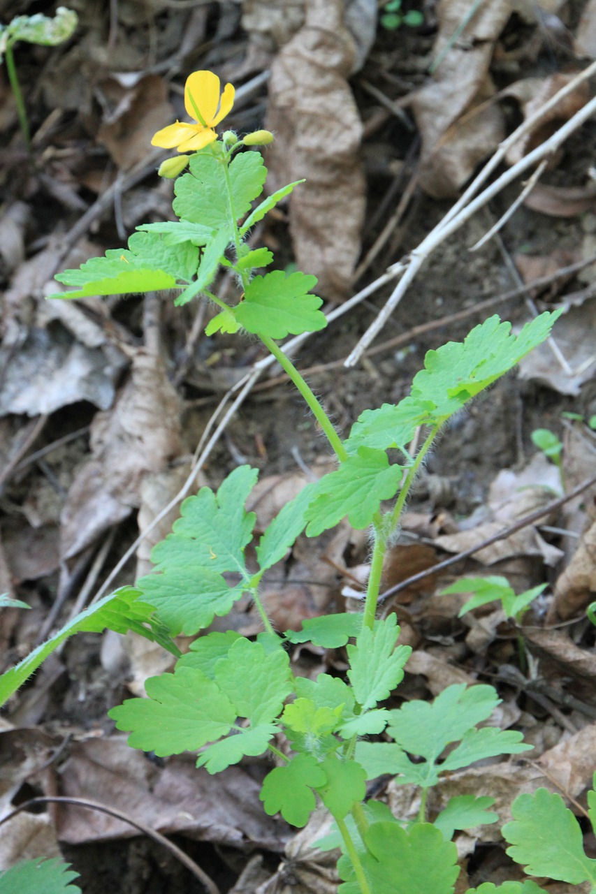 Gėlės, Greate, R Celandine, Tvirtovė, Geltona, Augalai, Pavasaris, Nemokamos Nuotraukos,  Nemokama Licenzija