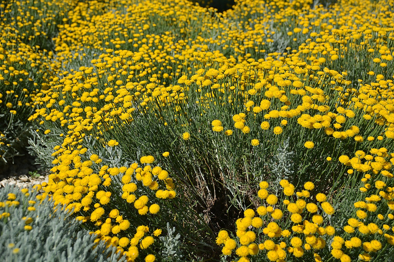 Gėlės,  Vasara,  Laukai,  Vasaros Gėlės,  Gamta,  Geltona,  Augalai,  Flora,  Žydėjimas,  Botanika