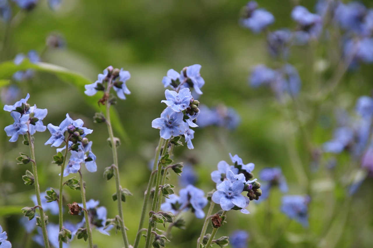 Gėlės, Violetinė, Mažas, Gėlė, Gamta, Uždaryti, Nemokamos Nuotraukos,  Nemokama Licenzija