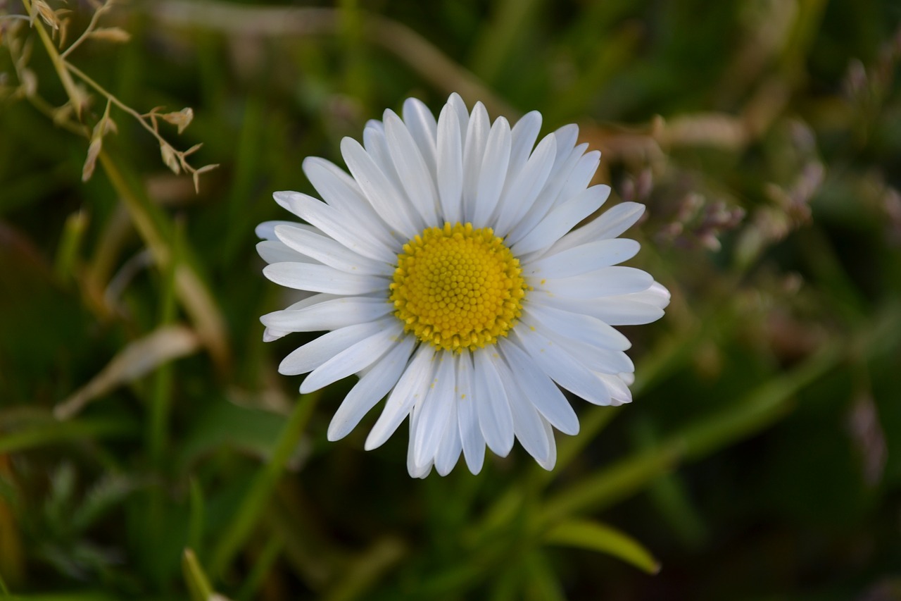 Gėlės, Gamta, Žolė, Daisy, Baltos Gėlės, Pavasaris, Vasara, Nemokamos Nuotraukos,  Nemokama Licenzija